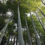 bambootrees-e1378857491461