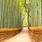 japan_kyoto_tour_bamboo_grove1_3