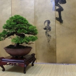 kitsimono-juniperus-bonsai-display-plan-untiled-1